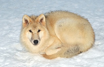 Lobo ártico