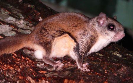Cerrar foto en color por la noche de una ardilla voladora en una rama.