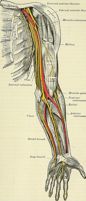 Inervación de arterias y nervios del antebrazo