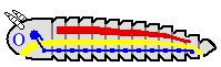 plan corporal de artrópodos