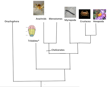Árbol genealógico de artrópodos que muestra las relaciones entre diferentes grupos.