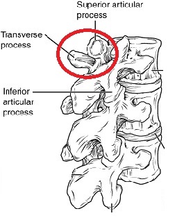 proceso articular