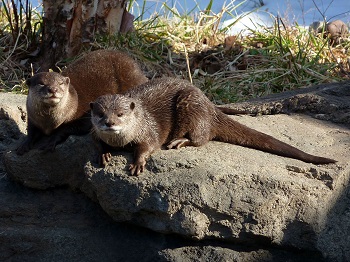 Dos nutrias asiáticas de garras pequeñas