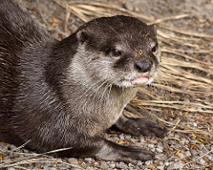 Nutria asiática de garras pequeñas