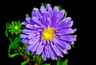 Flor de aster