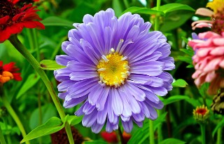 Aster con hojas