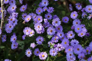 Flores de aster