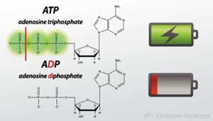 ATP y ADP
