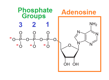 Diagrama de una molécula de ATP.