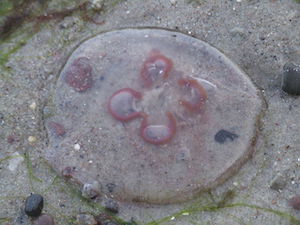 Patrón rosa de cuatro bucles