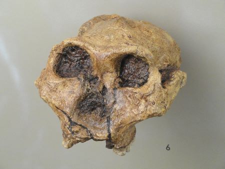 Esta imagen muestra el cráneo de un P. robustus con algunos de los robustos dientes posteriores adheridos.