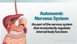 Sistema nervioso autónomo