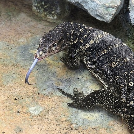 Un gran lagarto negro con motas doradas mirando hacia atrás y sacando la lengua bífida