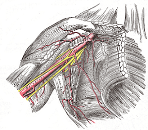 Los nervios axilares se ilustran en amarillo.