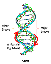 B-DNA que muestra surcos mayores y menores