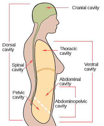 cavidad abdominal