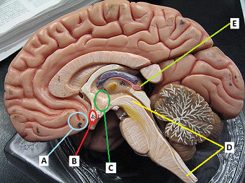 diagrama del cerebro