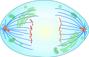 anafase