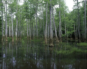 pantano