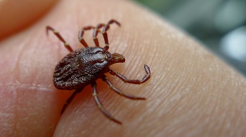 garrapata