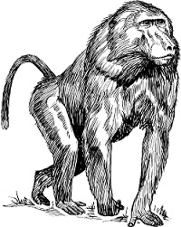 babuino