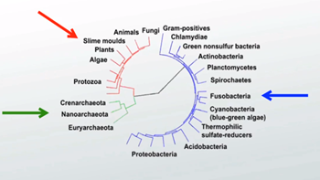 clasificación de bacterias