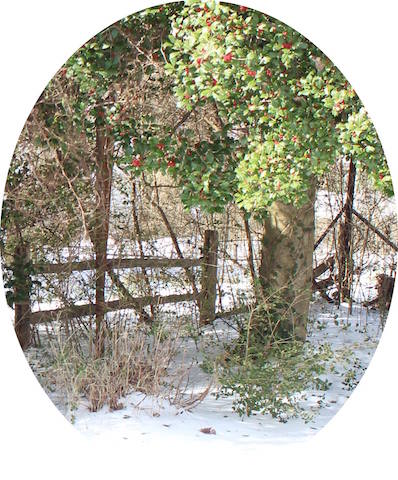 Patio trasero nieve 3