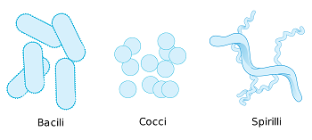 Formas de células bacterianas