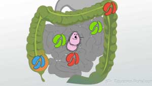 Bacterias en el intestino grueso