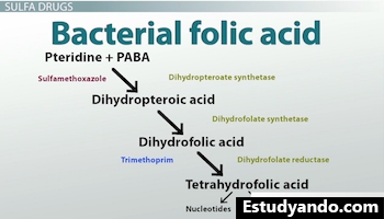 diagrama de síntesis de ácido fólico en bacterias