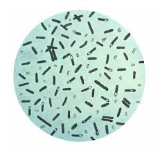 bacterias