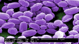 Micrografía de esporas bacterianas