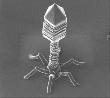 Bacteriófago