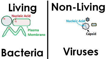 Bacterias y virus