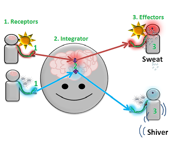 homeostasis