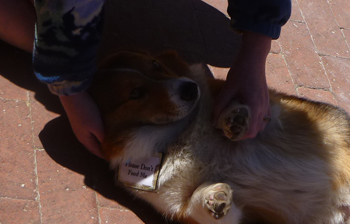 Imagen de perro en la sombra