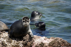 Focas del baikal