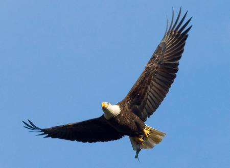 Fuente: https://www.flickr.com/photos/usfwsnortheast/5277661905