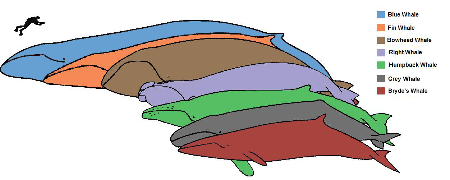 dibujo de diferentes especies de ballenas barbadas comparadas con el tamaño de un ser humano
