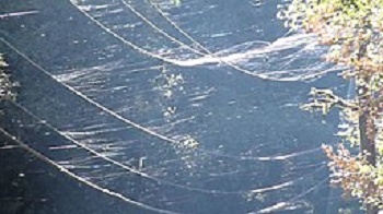 Gossamer y Spiderlings en globo