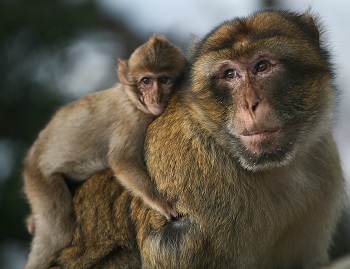 Macaco de Berbería