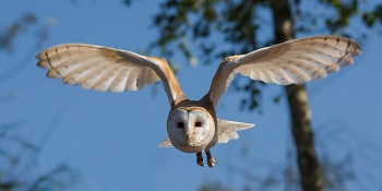 Imagen de un búho volando
