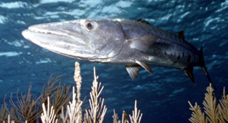 Una gran barracuda mira a la cámara bajo el agua.