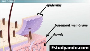 La membrana del sótano separa la dermis y la epidermis