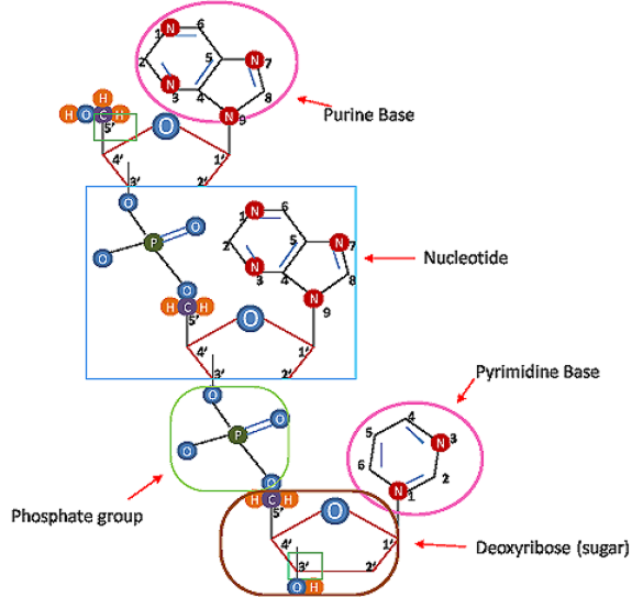 Estructura química básica de tres nucleótidos de ADN.