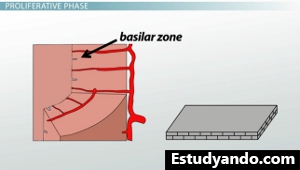 Zona Basilar