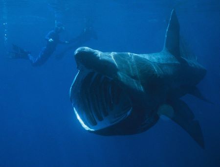 Foto de buzos por tiburón peregrino con la boca abierta.