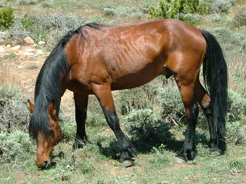 caballo de la bahía