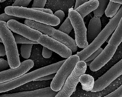 e. coli
