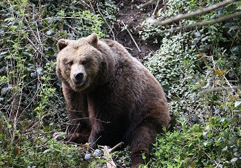 Oso pardo europeo